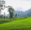 “Ceylon Tea Village” (கொத்தணி தேயிலை கிராமங்கள்) 500 உருவாக்கும் வேலைத்திட்டம் 15 ஆம் திகதி ஆரம்பம்